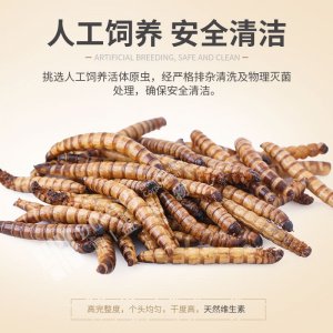 微波烘干大麦虫高蛋白饲料仓鼠 100G(袋装）,200G(袋装）,500G(袋装）,1000G(袋装）,400G(桶）