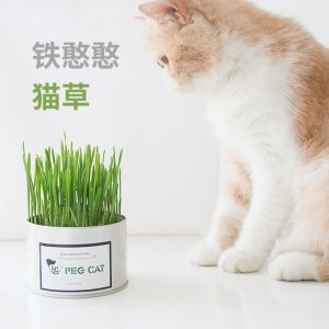 水猫薄荷成猫零食