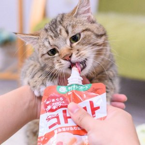 咕噜酱猫咪狗狗湿粮拌粮