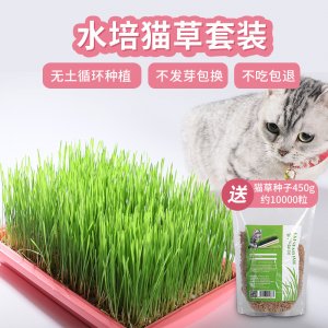 无土栽培猫草猫咪零食